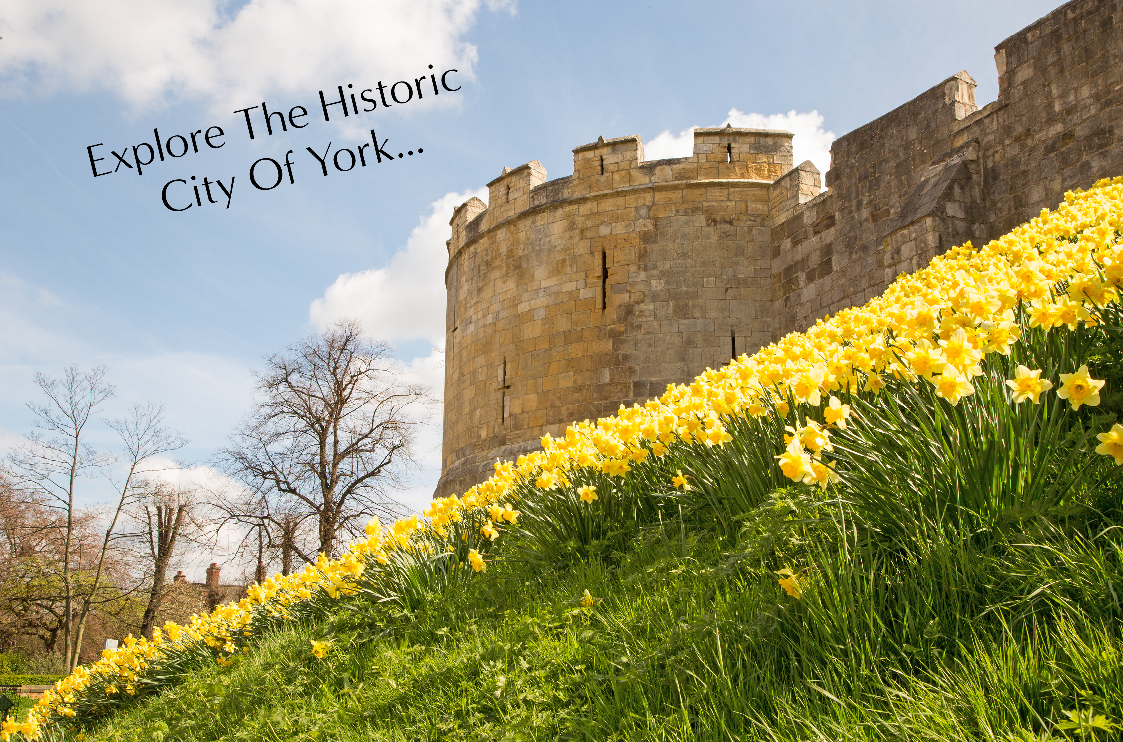 York city walls with daffodils